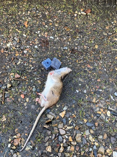 Død rotte sammen med to stykker rottegidt.